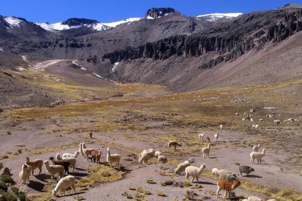 Photograph of a herd of alpacas, grazing in the Andes. Photograph copyright Les Brook