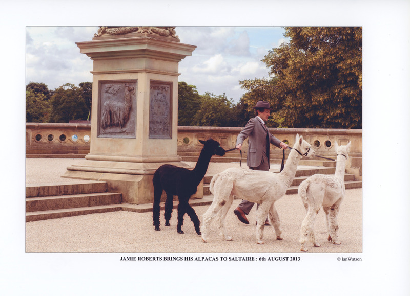 C2b-240: Jamie Roberts visit with alpacas: Page 9 - In Roberts Park near Sir Titus's statue. Image credit: Saltaire Collection