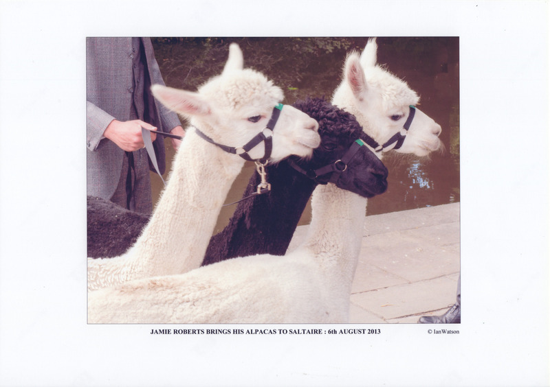 C2b-240: Jamie Roberts visit with alpacas: Page 12 - Close up of three alpaca heads. Image credit: Saltaire Collection