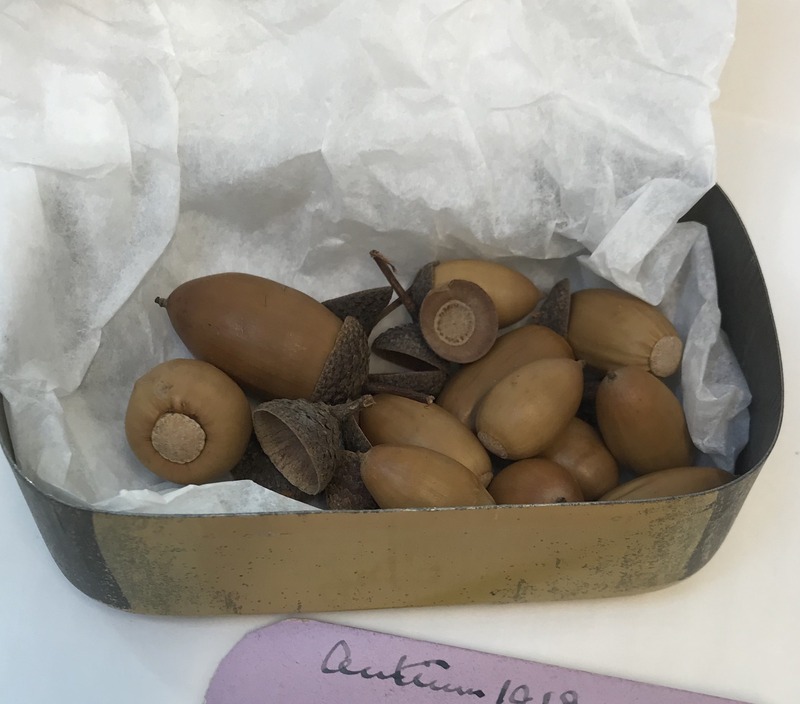 2018.9.6.3: Tin box containing acorns: Open tin showing acorns. Image credit: Saltaire Collection