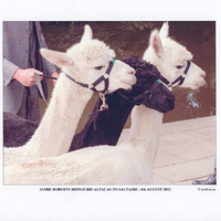 C2b-240: Jamie Roberts visit with alpacas: Page 12 - Close up of three alpaca heads. Image credit: Saltaire Collection