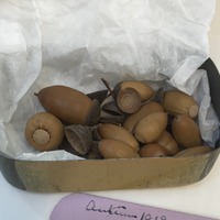 2018.9.6.3: Tin box containing acorns: Open tin showing acorns. Image credit: Saltaire Collection